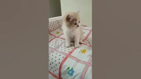 Watch the video about Beautiful fluffy Cutecats Persian kittens in Mumbai | Doll face | WhatsApp📞6392929085