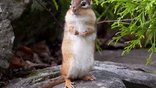 Ninja Chipmunk vs Cat
