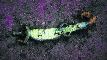 Drojji - Euclid (music video)