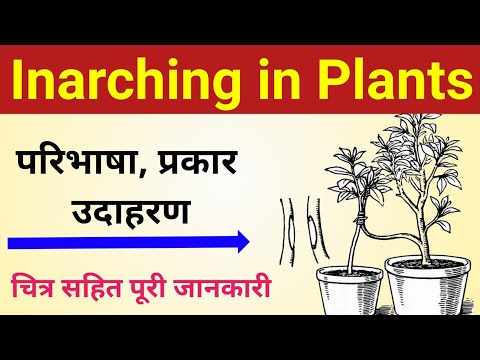 تصویری: What Is Inarching: یاد بگیرید که با Inarching Propagation پیوند بزنید