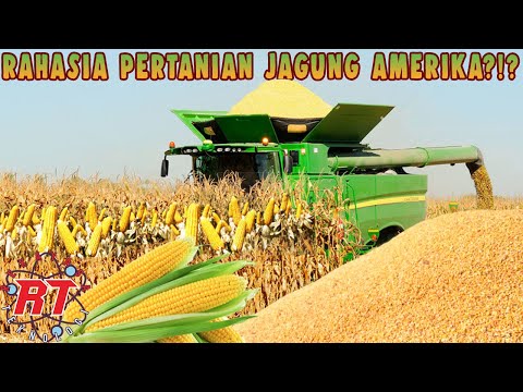 Video: Informasi Pohon Yellowhorn - Pelajari Tentang Kacang Pohon Yellowhorn