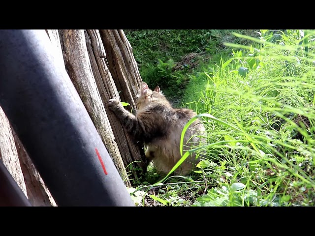 もふもふ野良猫のつめとぎ 200721