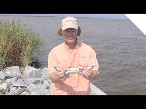 How to Catch Crabs - Blue Crab Crabbing Tips