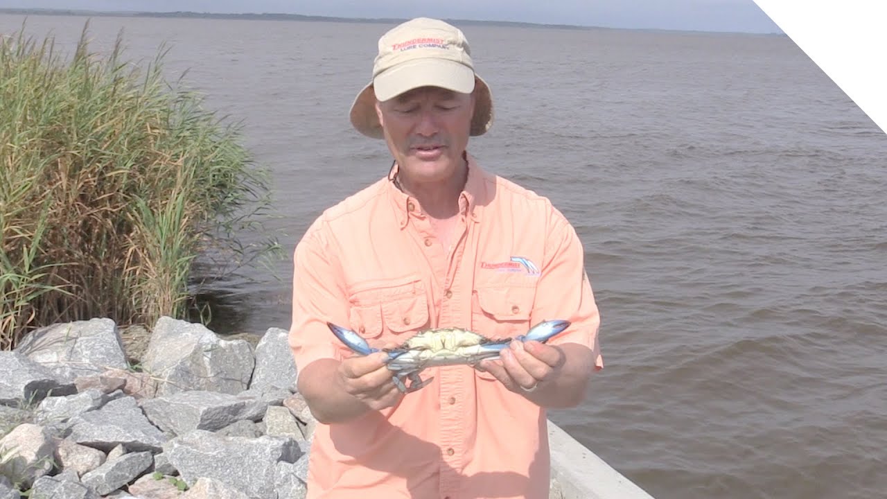 Handlining for blue crabs - GET SUM CHARTERS