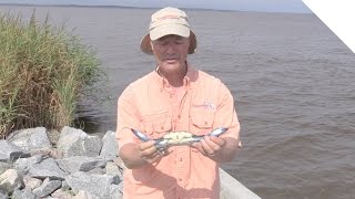 How to Catch Crabs - Blue Crab Crabbing Tips