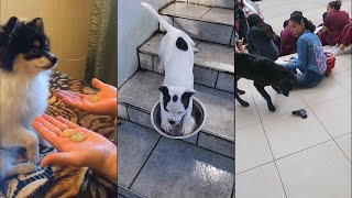 I wonder what’s going on inside these dogs head by Dog Things 22,358 views 5 months ago 6 minutes, 23 seconds