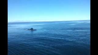 Whale watching from Ólafsfjörður with North Sailing (2/3)