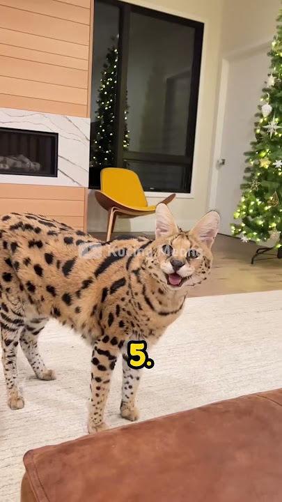 7 Ras Kucing Hutan Paling Langka di Dunia #kucinglangka