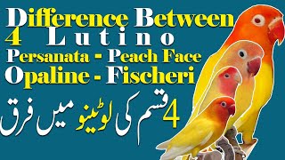 Difference between Lutino fisher, Lutino peach face, Lutino Persanata or Lutino Opaline. Video 532