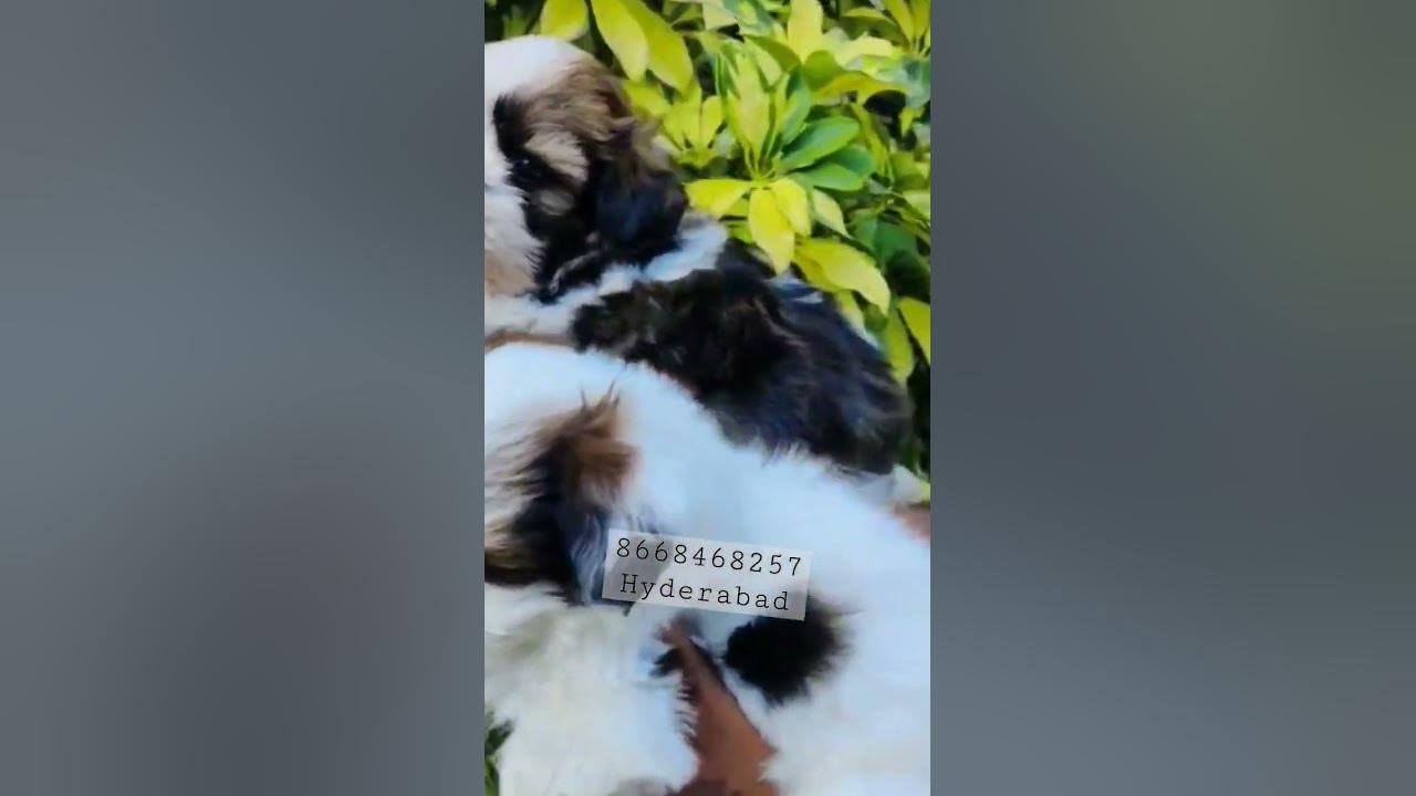 Cute Shihtzu puppies available in Hyderabad 8668468257 YouTube