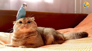 Funny Animals Videos 2024 😊 Best Funniest Cats 🐱 Dogs 🐶 Birds 🐦
