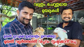 Navy ജോലിയിൽ നിന്നും മുയൽ വളർത്തലിലേക്ക്  | Rabbit farming