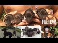 Des nouveaux chiens de chasse chez Feliew et Gioia, chiots braque allemand