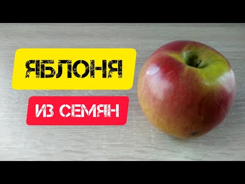 ⚫Яблони из семян | 2,5 года за 5 минут