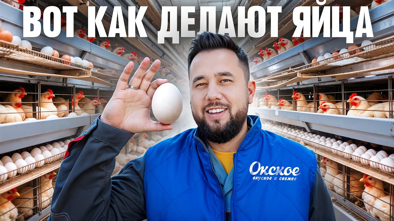 Вся правда про производство куриных яиц. Бизнес на яйцах. Птицефабрика Окское