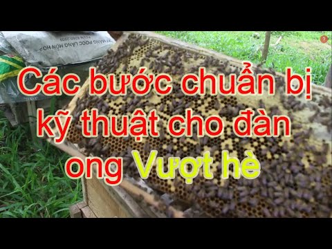 Các bước chuẩn bị kỹ thuật cho trại ong vượt hè 2021