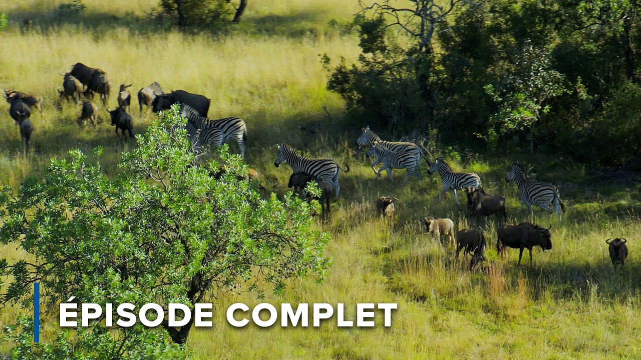 Brouteurs et Prédateurs du Waterberg | Horizons sauvages d'Afrique 101