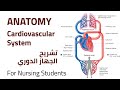 Cardiovascular System Anatomy تشريح الجهاز الدوري