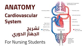 Cardiovascular System Anatomy | تشريح الجهاز الدوري