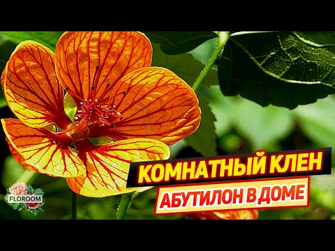 Комнатный клен: уход за абутилоном в домашних условиях