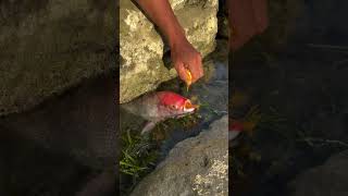 Amazing Red Fish Caught in Rocky Tide Pool! #Shorts