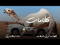 قطامات كلمات تركي السلات اداء نياف تركي قطامات كلمات تركي السلات اداء نياف تركي