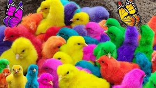 Tangkap bebek angsa, ayam lucu, ayam warna warni, ayam rainbow gokil, ikan cupang, hewan Lucu