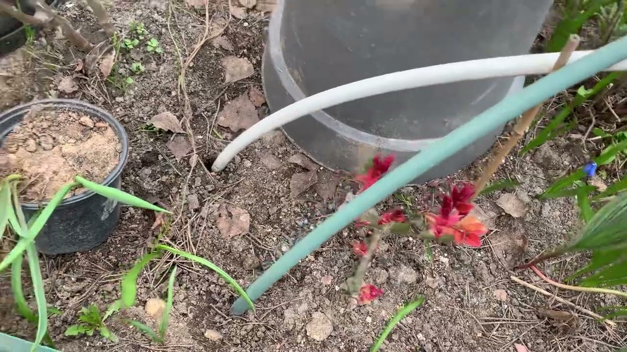 Как перезимовали мои розы, рододендроны и азалии