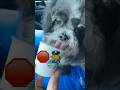 Did she deserve it? #starbucks #shihtzu #pupcup