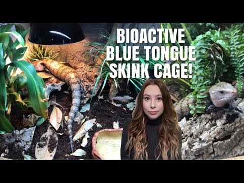Blue Tongue Skink Cage Tour! | Bioactive Skink Cage