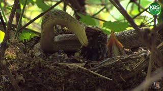 The end of the koji snake trying to swallow a thrush cub