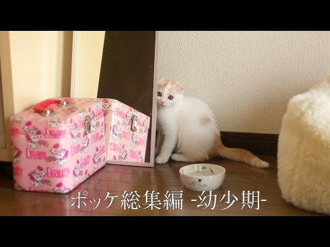 ポッケ総集編　-幼少期-