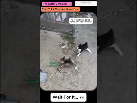 When You Pick a Fight with the Wrong Kitten Gang! 🐾🥊 #funny #cute #cat #dog