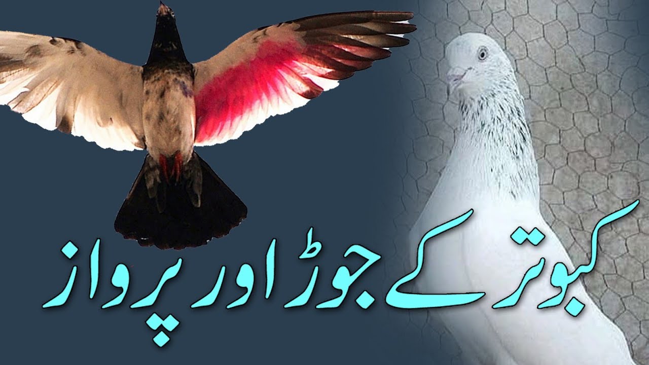 Kabuter k jor by ustad khurram kayani