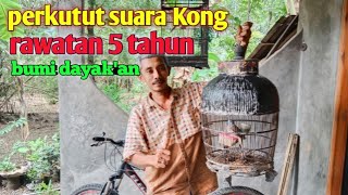 di temukan perkutut lokal suara Kong gacor dor rawatan 5 tahun