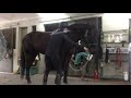 Equine massage bodywork