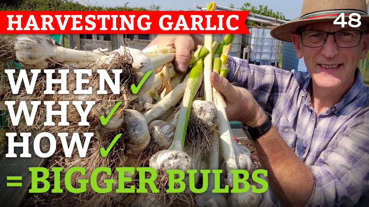 Harvesting Garlic in the UK: Expert Guide for Perfect Yield