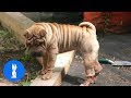 Sharpei Puppy Compilation - TRY NOT TO AWW!
