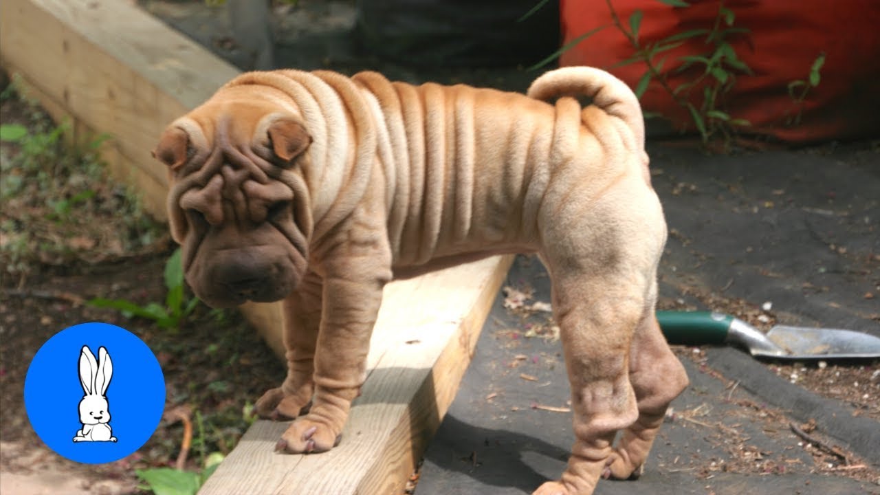 cute shar pei puppies