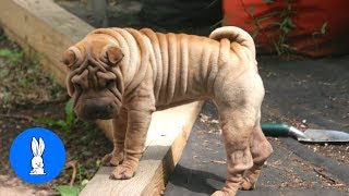 Sharpei Puppy Compilation  TRY NOT TO AWW!
