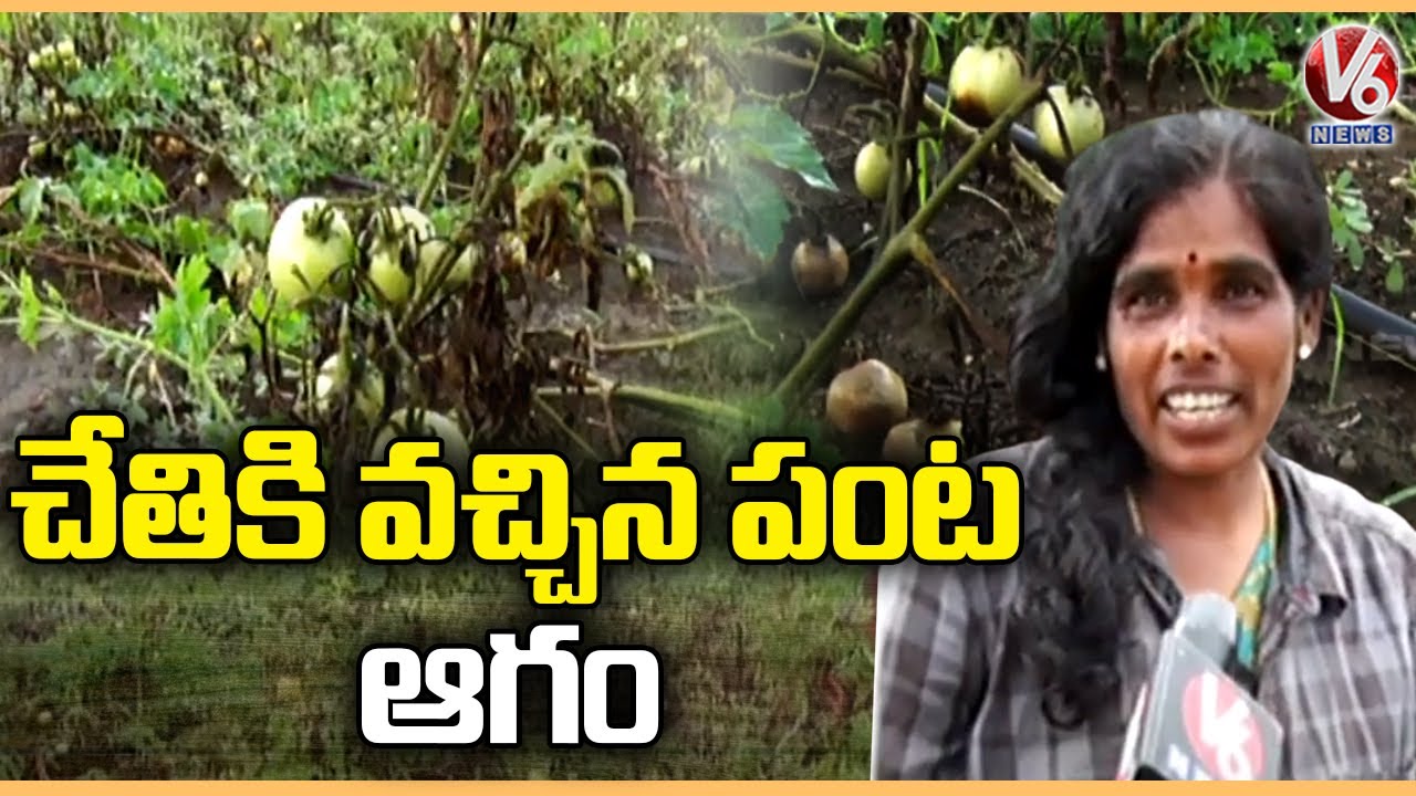 Vegetable Crop Damage Due To Heavy Rain In Medak | V6 News - YouTube