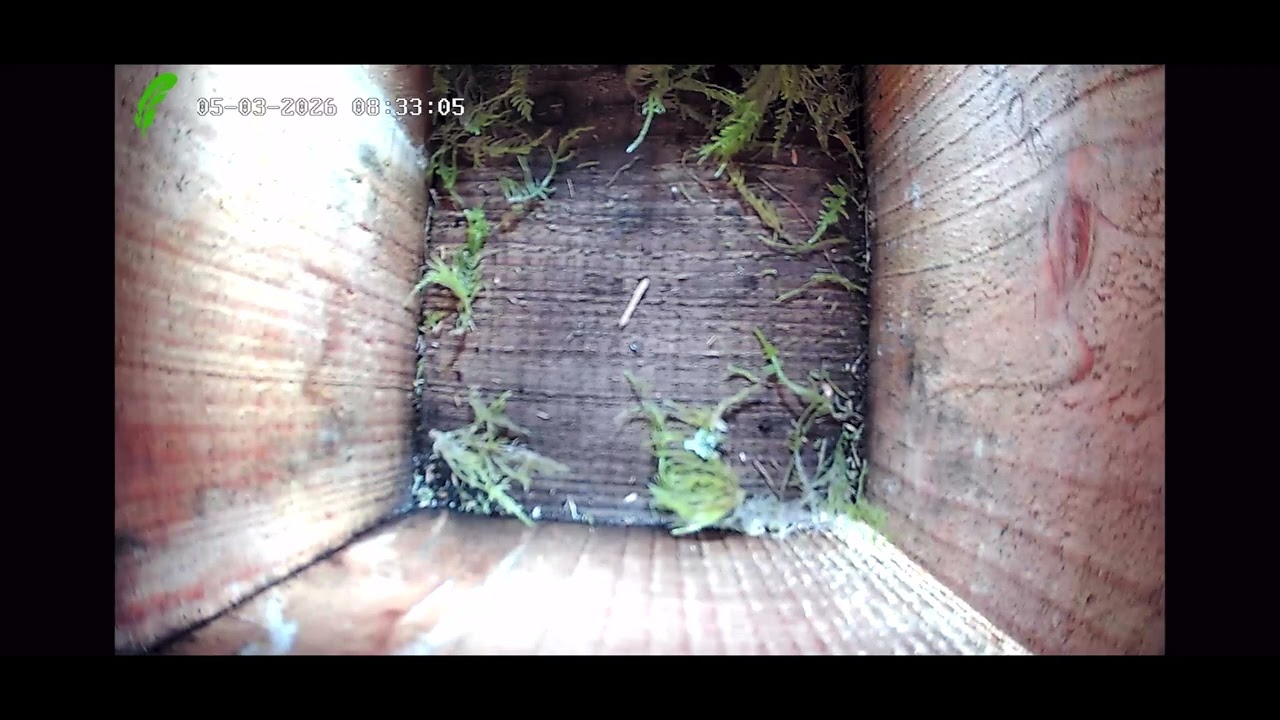 Bird Box Day 1: Blue Tit making a nest