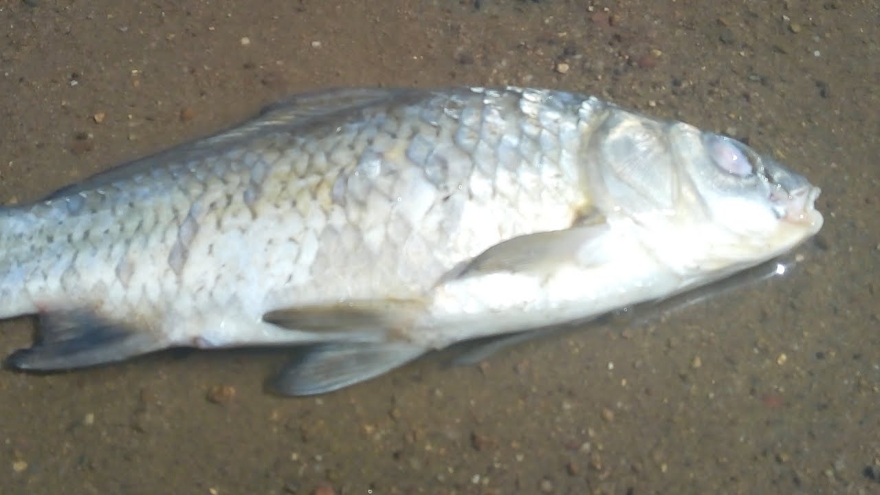 community day mudkip Nido De Magikarp : Una Invitación de un Amigazo a Farmear Pokemon de Agua #djkire #fly #pokemon