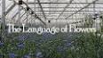 The Secret Language of Flowers ile ilgili video
