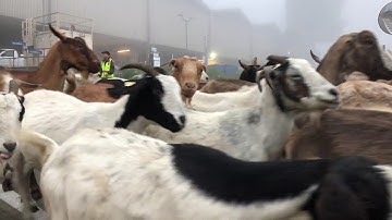 Herding Goats at Berkeley Lab
