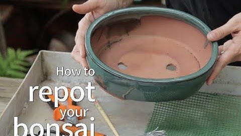 How to repot your bonsai