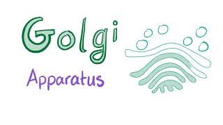 The Golgi Apparatus “the sorter”