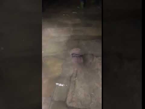 Una medusa nell'acqua alta a Venezia in piazza San Marco - YouTube Corriere Quotidiano
