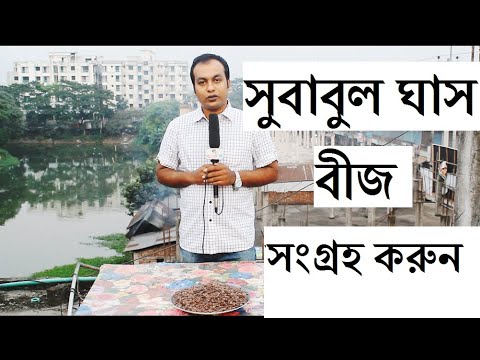 ভিডিও: লন ঘাস: একটি ব্যক্তিগত বাড়িতে একটি লন জন্য কোন বীজ চয়ন করবেন? সাইবেরিয়া এবং অন্যান্য অঞ্চলে কোন প্রজাতি রোপণ করা ভাল? কিভাবে মিশ্রণ বীজ? পর্যালোচনা