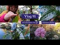 Vlog 91les colocasias et le gel  entretien plante dans la serre et la vranda  lonard se promne